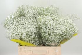 Gypsophila