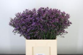 Limonium