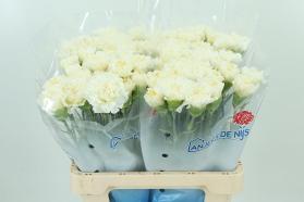 Single Head Carnations