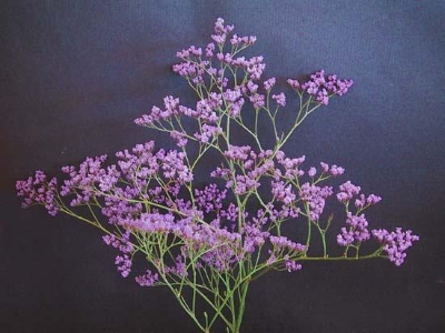 Limonium Maine Blue