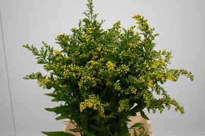 Solidago Carzan Glory