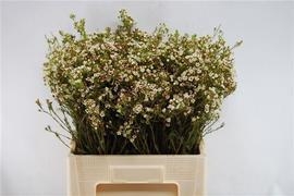 Waxflower Blondie