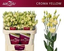 Croma Yellow