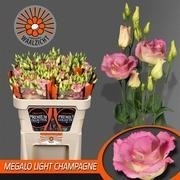 Du Light Champagne