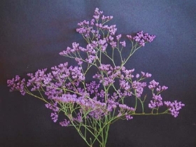 Limonium Maine Blue